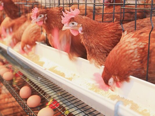 Poultry Farmers Demand Total Ban on Importation of Poultry Products