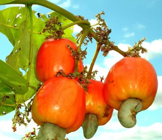 Cashew Farmers Push Back Against Export Restriction Plans, Warn of Income Shock