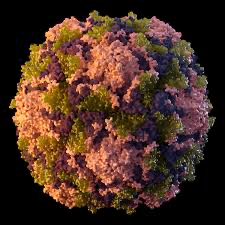 Polio Virus depicts a particle of the polio virus
