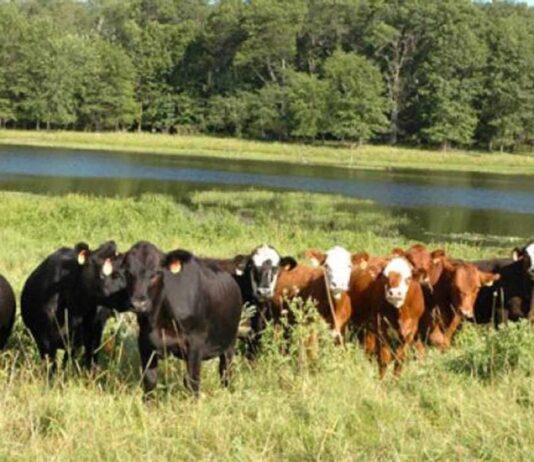 FG begins phased rollout of grazing reserves amid herders–farmers tensions