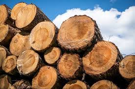 Nigeria Halts Wood Exports, Revokes Licences in New Anti-Deforestation Push