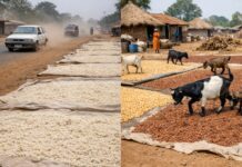 Health Experts Warn Against Growing Roadside Food Drying Culture