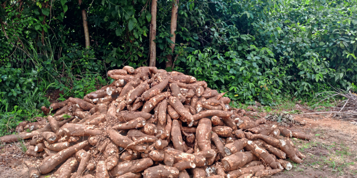 Nigeria Expands Food Security Drive with Largest Global Biofortified Crop Portfolio