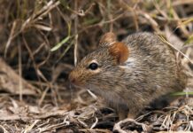 NCDC Confirms 70 Lassa Fever Deaths in Seven Weeks as Outbreak Spreads