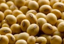 India Aggressively Pivots to Nigeria to Secure Critical Soybean Supply Chains