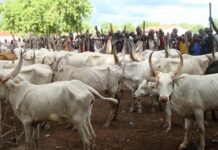 Federal Authorities Initiate Pastoral Resettlement Scheme to Curb Rural Clashes
