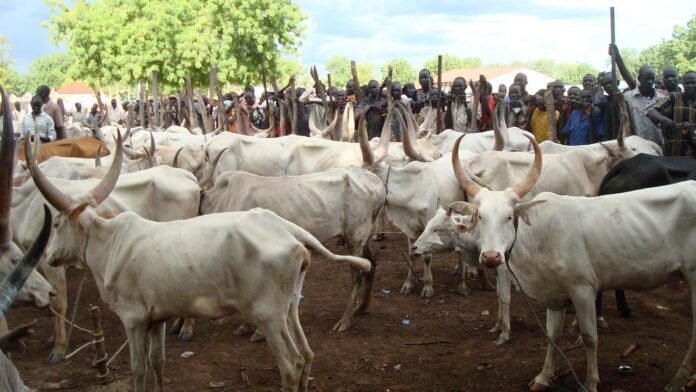 cattle-markets